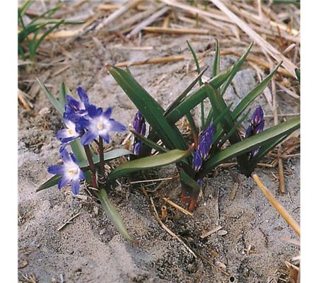 Chionodoxa forbesii 'Blue Giant'
