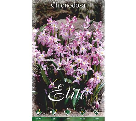 Chionodoxa forbesii 'Pink Giant' 
