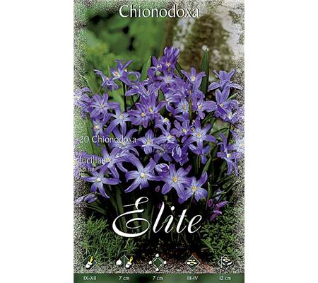 Chionodoxa luciliae