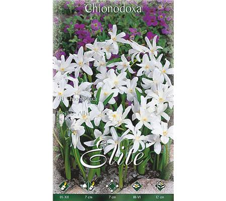 Chionodoxa luciliae 'Alba'