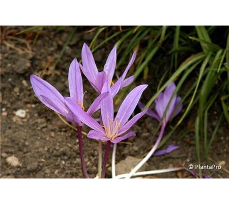 Colchicum 'Lilac Wonder'