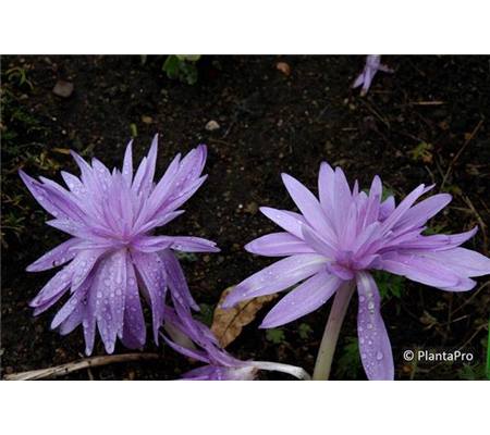 Colchicum 'Waterlily'