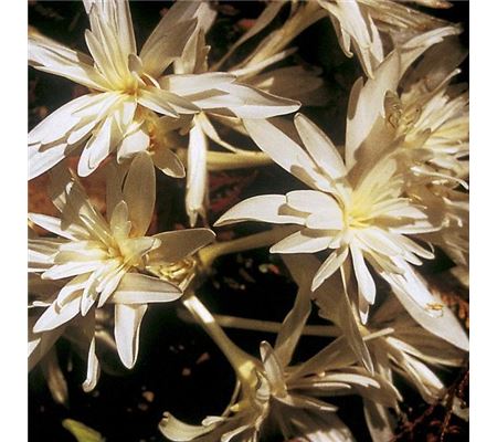 Colchicum autumnale 'Alboplenum'