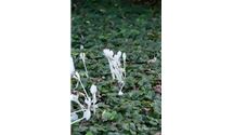 Herbstzeitlose