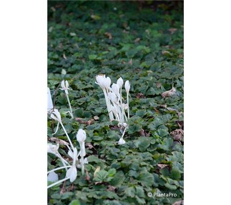 Colchicum autumnale 'Album'
