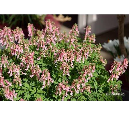 Corydalis solida