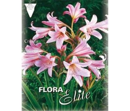 Crinum powellii