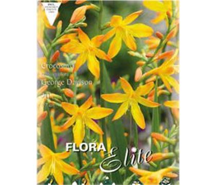 Crocosmia crocosmiiflora 'George Davison