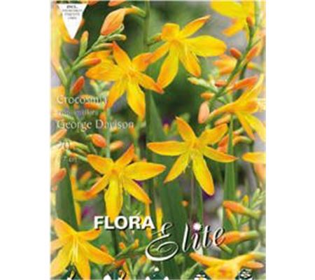 Crocosmia crocosmiiflora 'George Davison