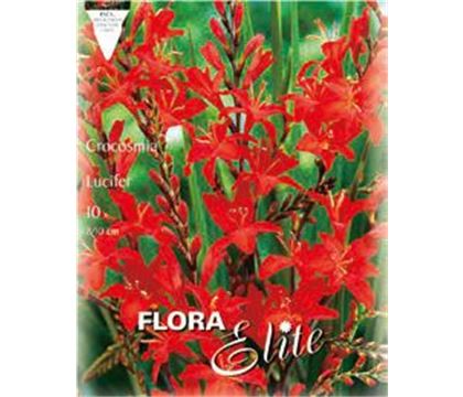 Crocosmia crocosmiiflora 'Lucifer'