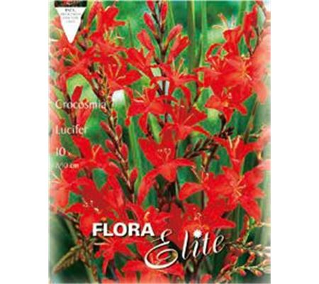 Crocosmia crocosmiiflora 'Lucifer'