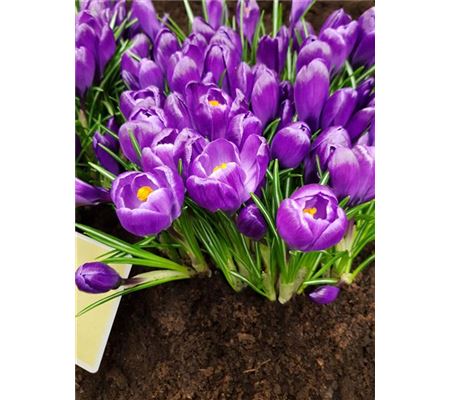 Crocus 'Flower Record' Crocus 'Flower Record'