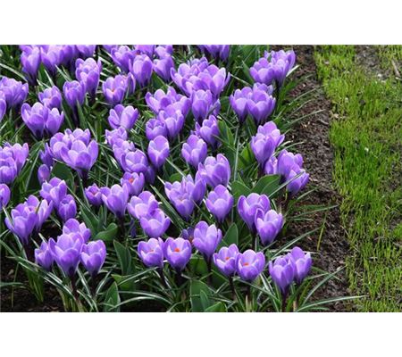 Crocus 'Grand Maitre' Crocus 'Grand Maitre'