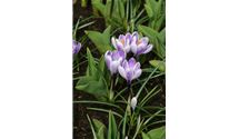 Grossblumiger Gartenkrokus