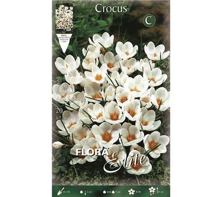 Crocus chrysanthus 'Ard Schenk'