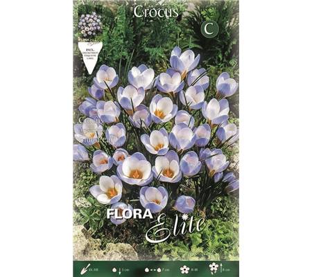 Crocus chrysanthus 'Blue Pearl'