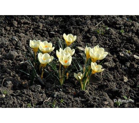 Crocus chrysanthus 'Cream Beauty'