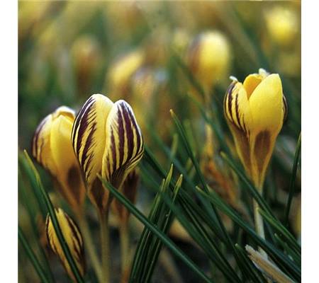 Crocus chrysanthus 'Gipsy Girl'