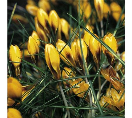 Crocus chrysanthus 'Goldilocks' Crocus chrysanthus 'Goldilocks'