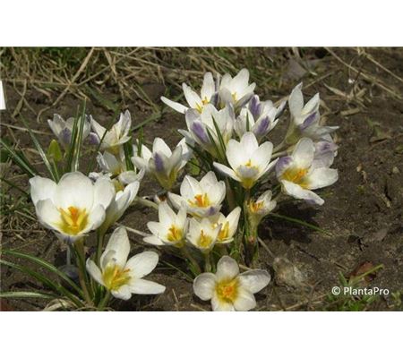 Crocus chrysanthus 'Ladykiller' Crocus chrysanthus 'Ladykiller'