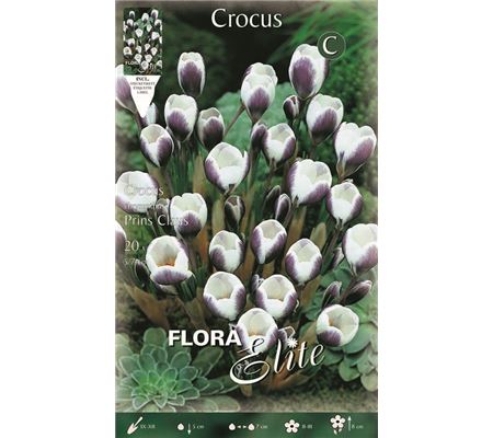 Crocus chrysanthus 'Prins Claus' Crocus chrysanthus 'Prins Claus'