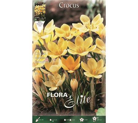 Crocus chrysanthus 'Romance'