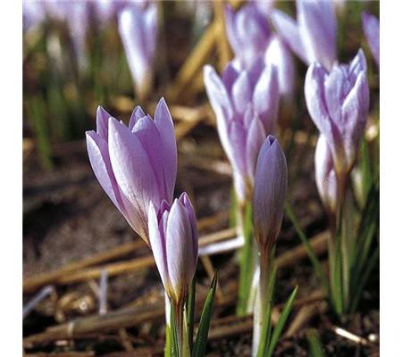 Crocus etruscus 'Rosalind'