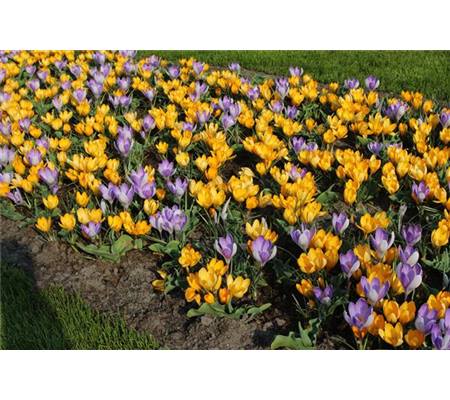 Crocus flavus