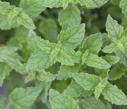 Mentha species 'Erdbeer'