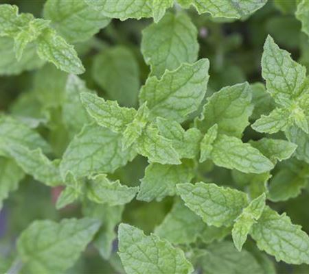 Die Erdbeer-Minze: zarte Pflanze, viel Aroma Die Erdbeer-Minze: zarte Pflanze, viel Aroma