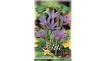 Botanischer Crocus herbstblühend, Safran