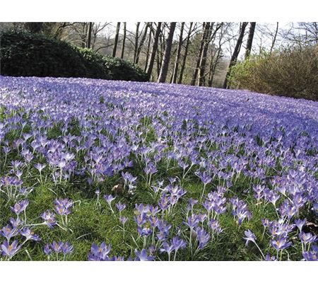 Crocus tommasinianus  Crocus tommasinianus