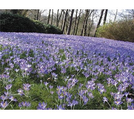 Crocus tommasinianus 