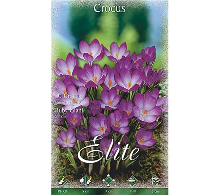 Crocus tommasinianus 'Ruby Giant' Crocus tommasinianus 'Ruby Giant'