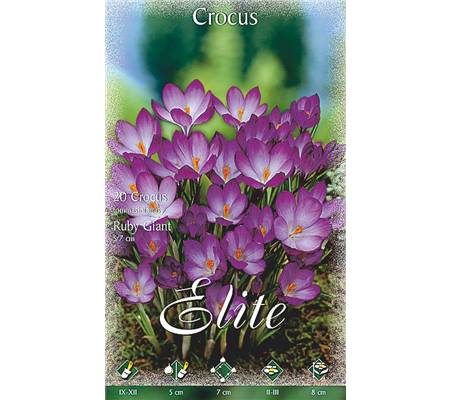Crocus tommasinianus 'Ruby Giant'