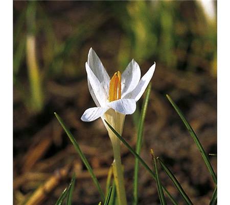 Crocus tommasinianus 'Albus'
