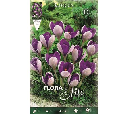 Crocus vernus 'Vanguard'