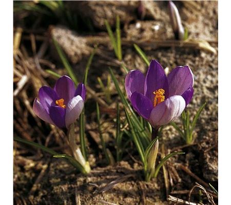 Crocus vernus ssp. vernus
