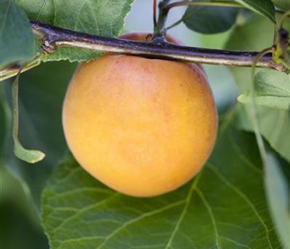 Prunus (Mirabelle) 'Bellamira'