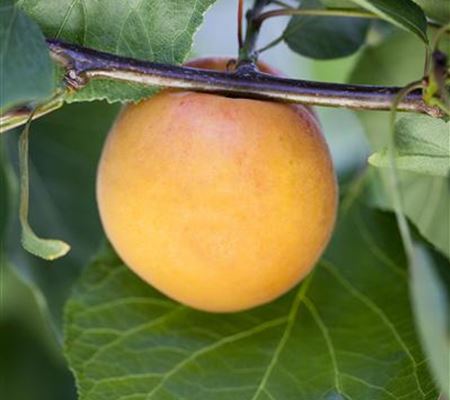 Prunus 'Luizet' Prunus 'Luizet'