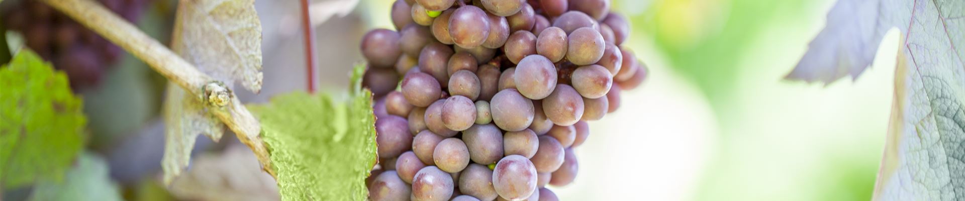 GS426138.jpg GS426138.jpg