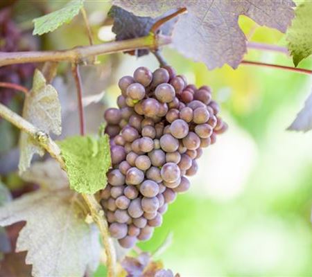 Warum Wein eigentlich aus Beeren gemacht wird Warum Wein eigentlich aus Beeren gemacht wird