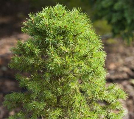 Zwergkoniferen - klein aber fein Zwergkoniferen - klein aber fein