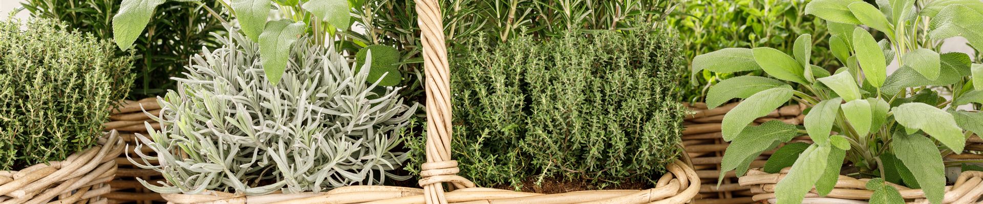 GS531508.jpg GS531508.jpg