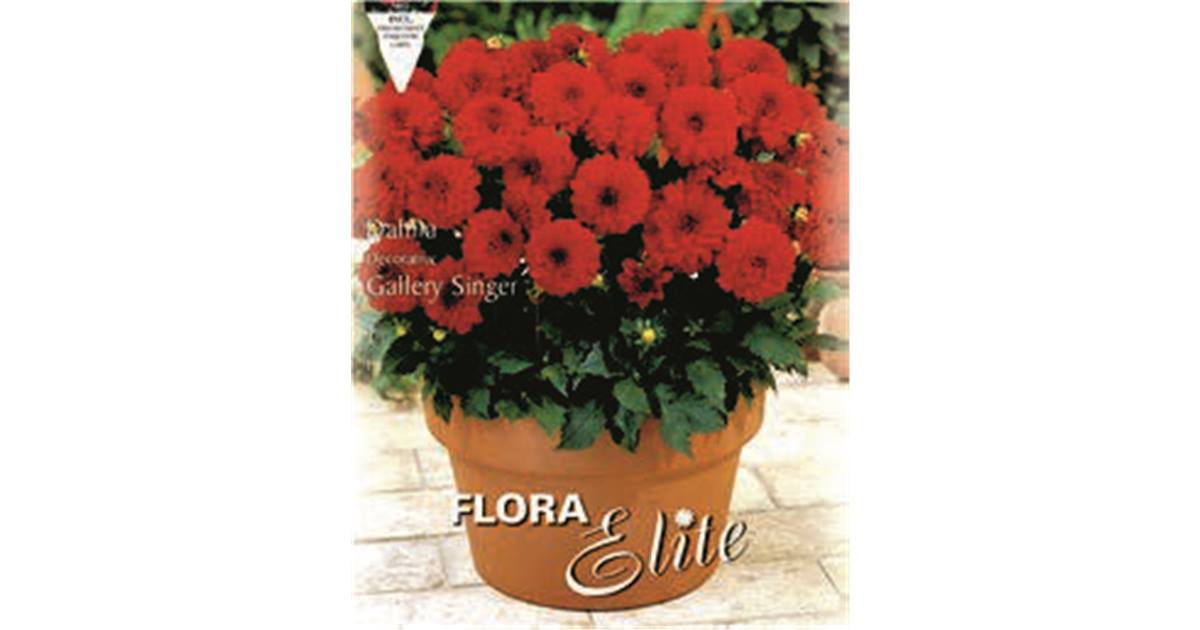 Dahlia 'Singer®'