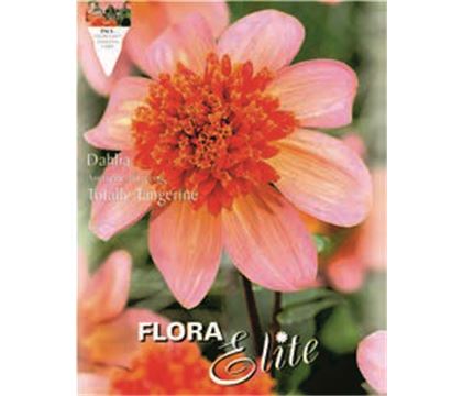 Dahlia 'Totally Tangerine'