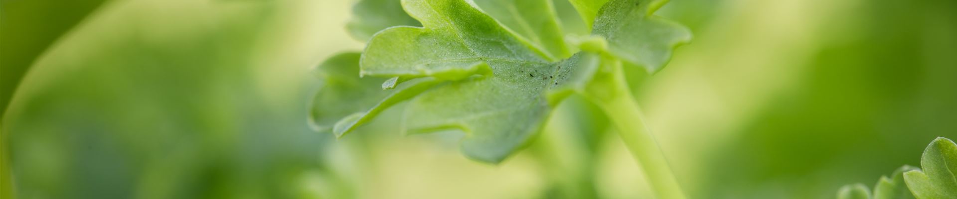 GS534509.jpg GS534509.jpg