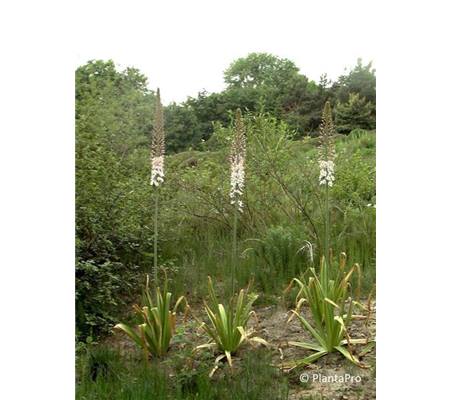 Eremurus robustus