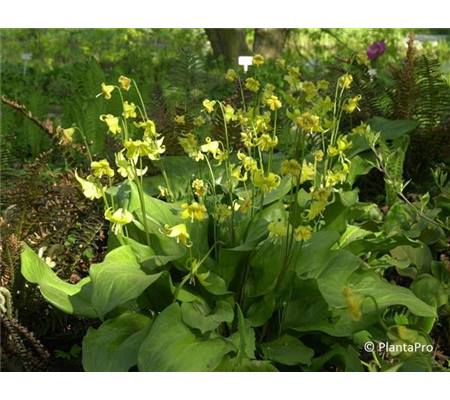 Erythronium 'Pagoda'