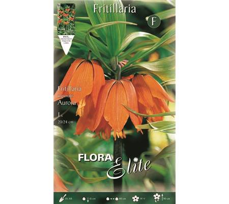 Fritillaria imperialis 'Aurora' 